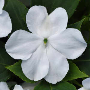 Impatiens Beacon White 48 plants per tray (Reg. 39.92)